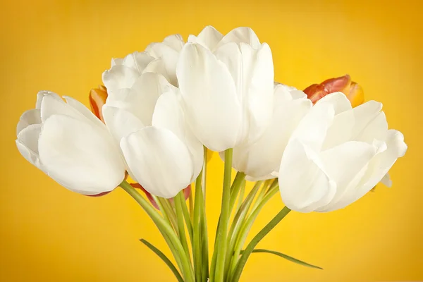 Colorful bouquet of fresh spring tulip flowers on yellow background