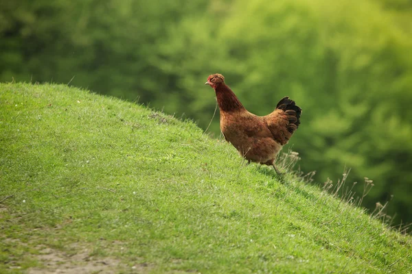 Hen on the Hill