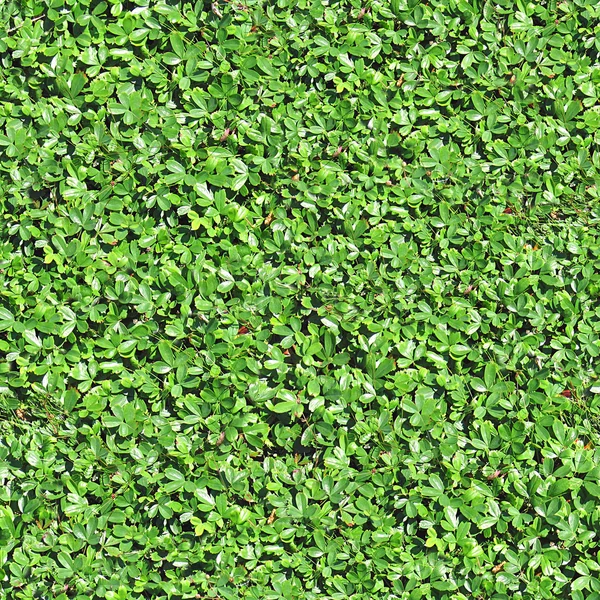 Ground Cover Seamless Texture Tile
