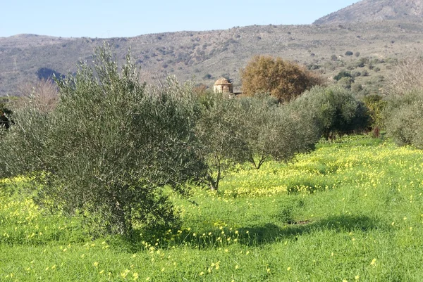 Olive trees growing in a land