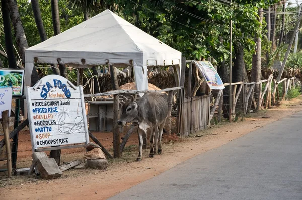 A cow on the street of Sri Lanka