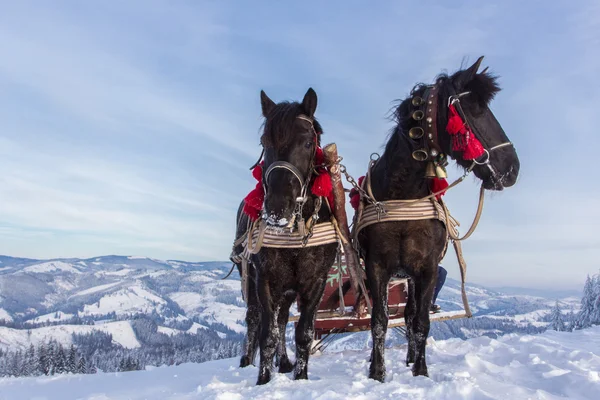 Team of horses in the winter mountains