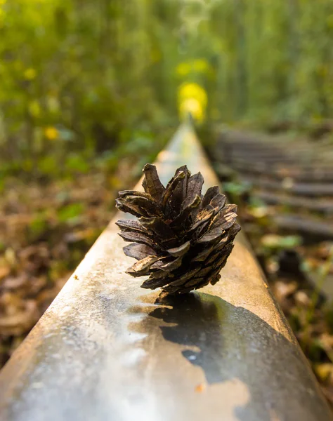 Tunnel of love - railroad tunnel surrounded by green trees, Ukraine, Klevan