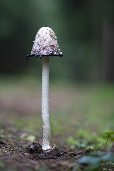 Coprinus comatus mushroom