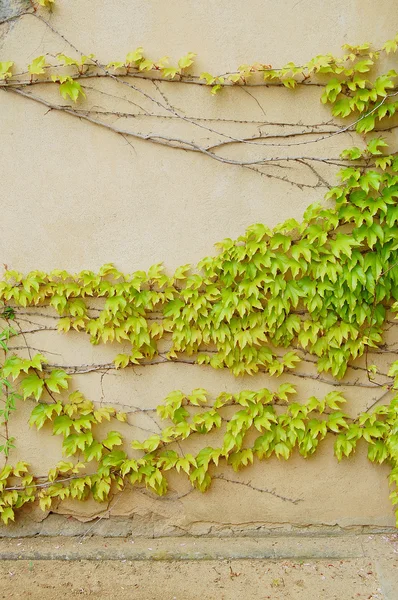 Ivy covered wall