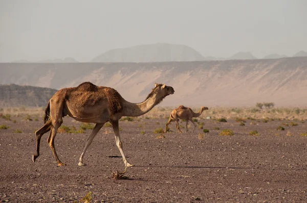 Wild Camels in the deserts of Saudi Arabia