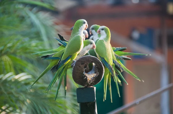 Group of Monk Parakeet birds in the Pantanal, Brazil
