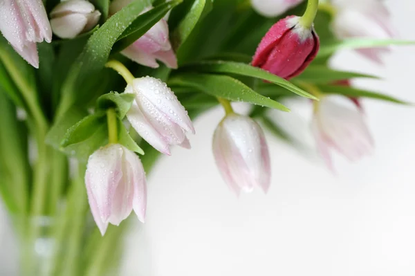 Bouquet of beautiful, delicate, beautiful colors of tulips.