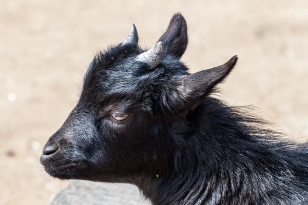 Black baby goat