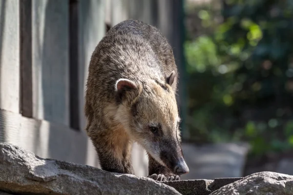 South american coati