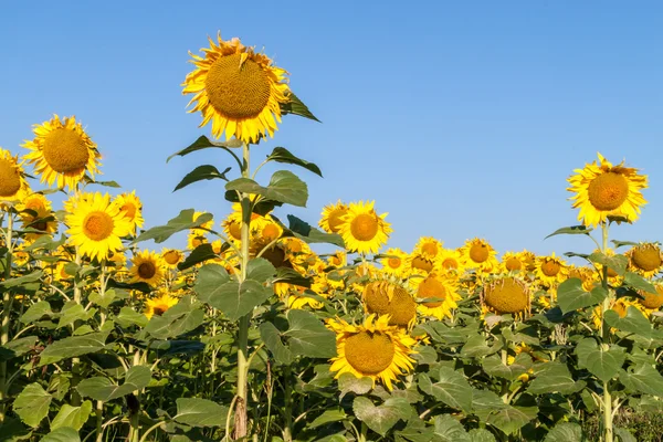 Sunflowers in the sky