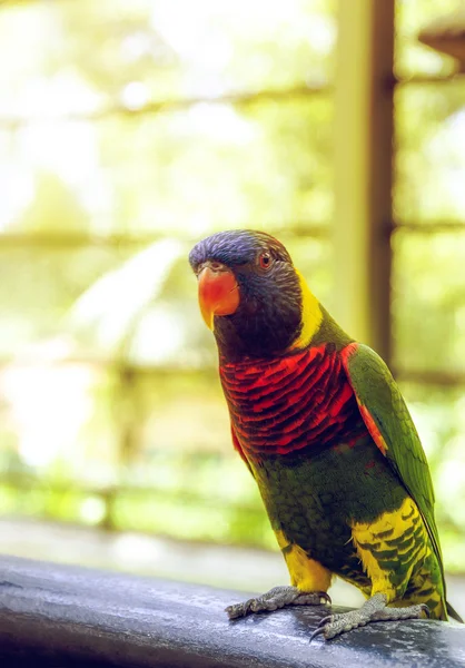 Colorful parrot in the sun