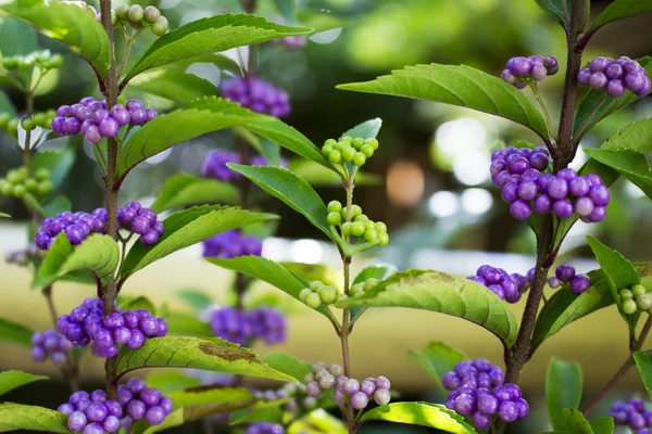 Beautiful background of violet and green seed Japanese herb tree