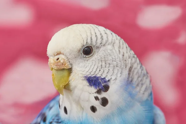 Wavy parrot girl