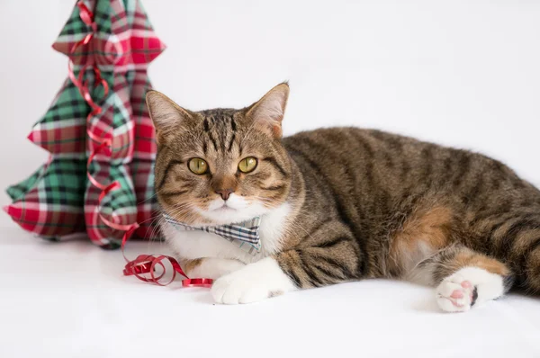 Awesome British Short Hair Cat