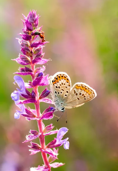 Plebejus idas, Idas Blue or Northern Blue, is a butterfly in the family Lycaenidae. Beautiful butterfly sitting on flower. Occurence of species in Europe, America and Asia.