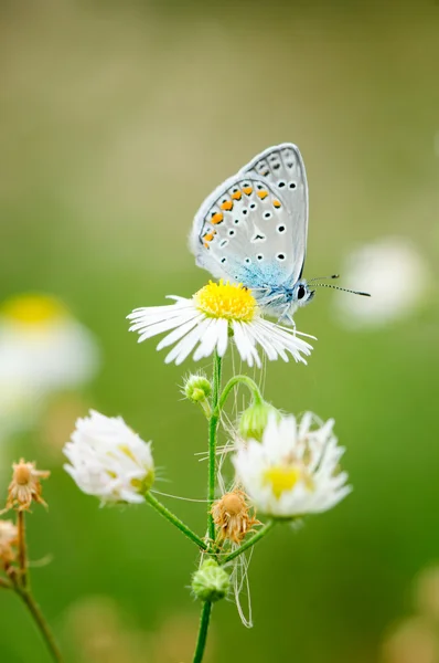 Plebejus idas, Idas Blue or Northern Blue, is a butterfly in the family Lycaenidae. Beautiful butterfly sitting on flower. Occurence of species in Europe, America and Asia.