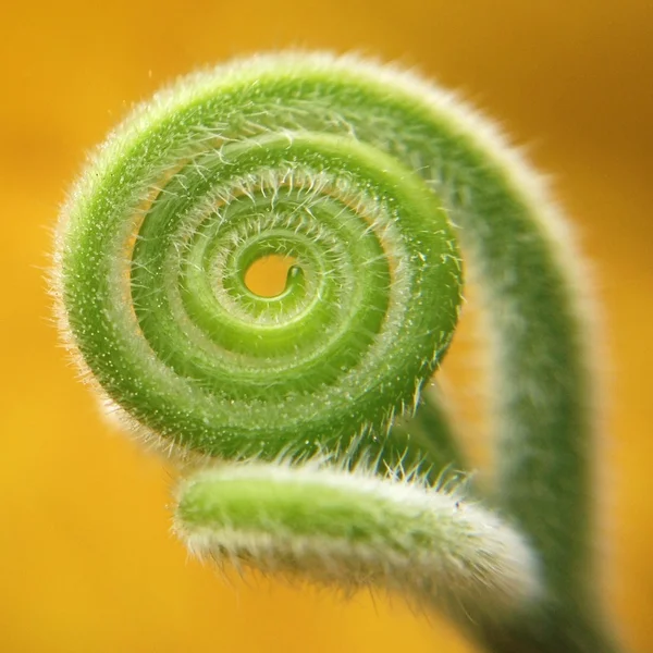 Close-up of spiral green leaf on yellow background