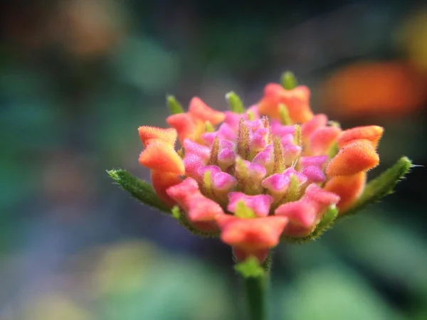 Close-up of pink lower