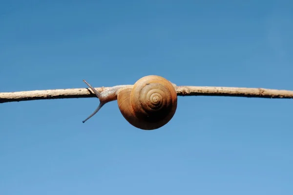 Snail on stick against blue sky