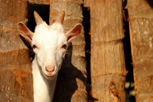 Goat with smile face and wood fence