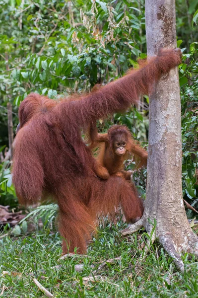 Baby orangutan on the knees of her mother learns the world around