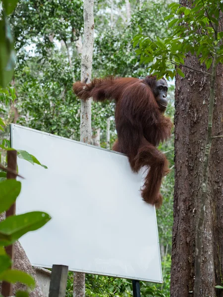 Auburn orangutan sits on the back corner of the billboard in the jungle (Tanjung Puting National Park, Borneo / Kalimantan, Indonesia)