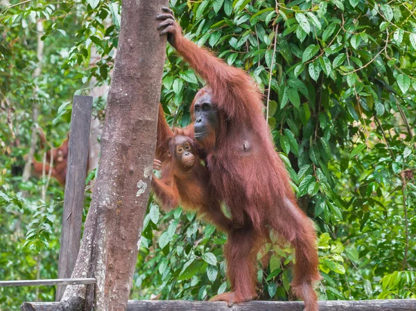 Mother orangutan with her baby plans to climb a tree (Indonesia)