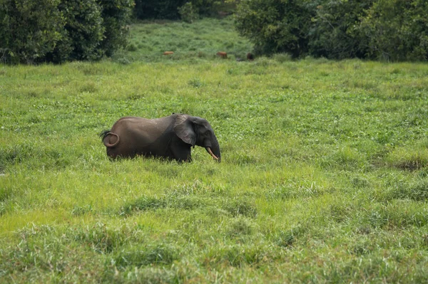 A lone elephant tries to hide in the grass ( Republic of the Congo)