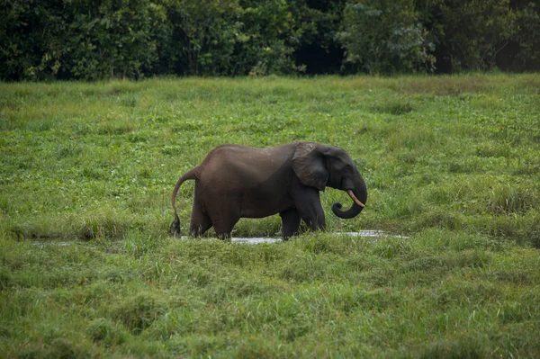 Elephant standing in profile in the water among the green grass (Republic of the Congo)