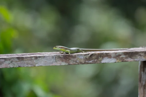 Nimble green lizard sitting on a wooden plank (Republic of the Congo)