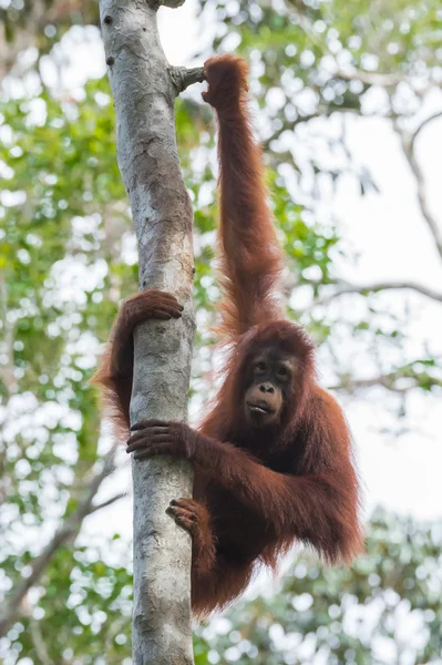 Auburn orangutan caught his long arms to a tree and hanging (Indonesia)
