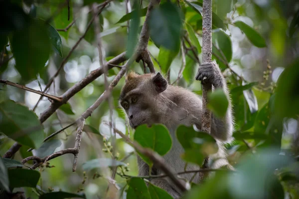 Grey cynomolgus monkeys hidden in the green leaves of a tall tree (Indonesia)