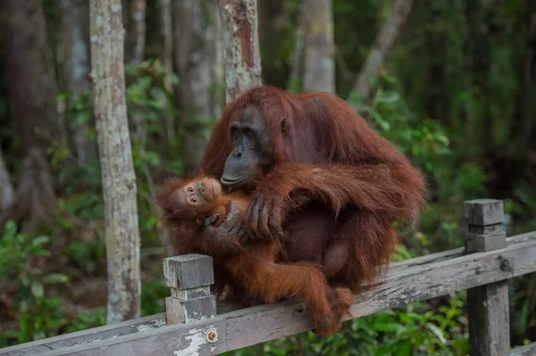 Mama orangutan with her baby silit on a wooden fence, without losing balance (Indonesia)