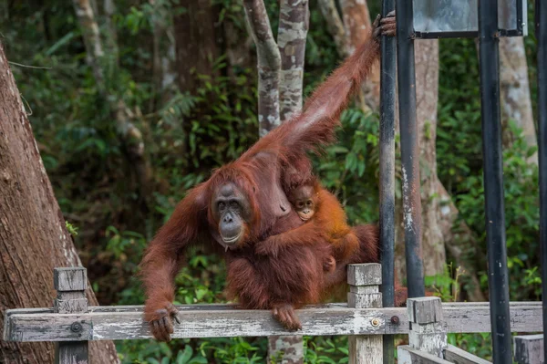 Mama orangutan with her baby silit on a wooden fence and intends to move on (Indonesia)