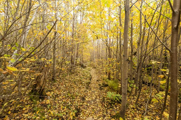 Inside the forest at autumn