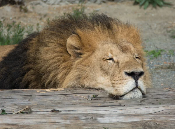 Lion sleep