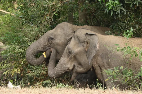 Couple of elephants in forest