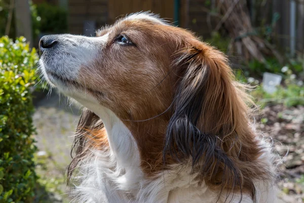 Dog posing with his head in the air