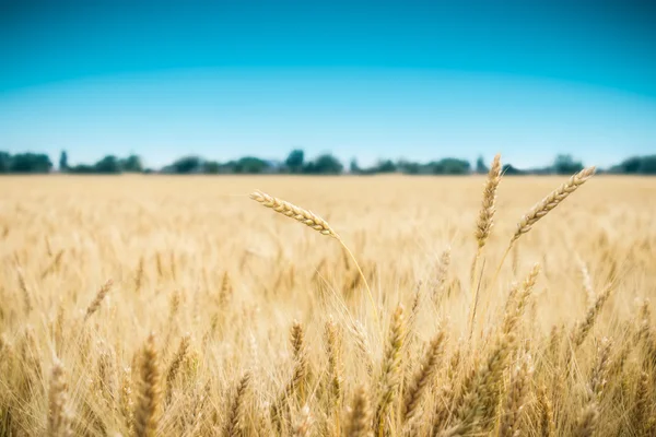 Wheat field with blue sky in background