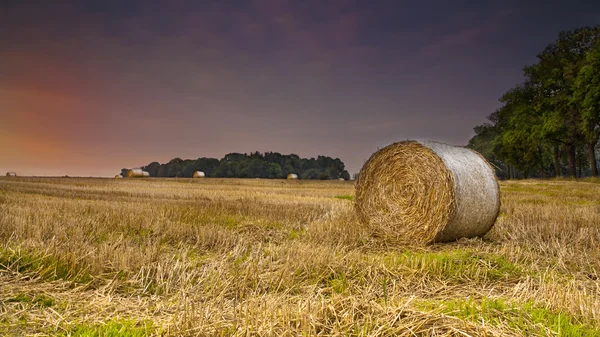 Harvesting hay