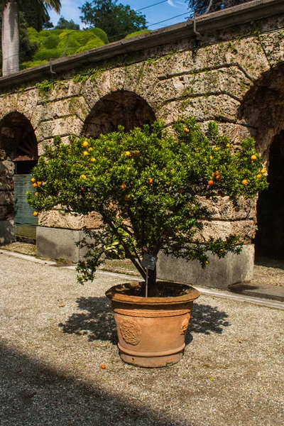 Mandarin Orange tree in garden of Villa Melzi Park famous landmark of Bellagio city on Lake Como, Italy. Lombardy region.