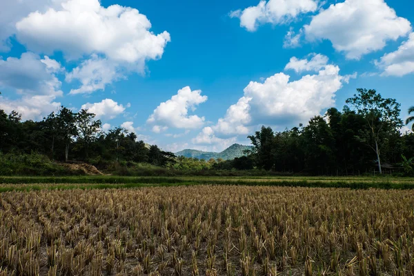 Paddy fields after harvest mountain clouds and sky.