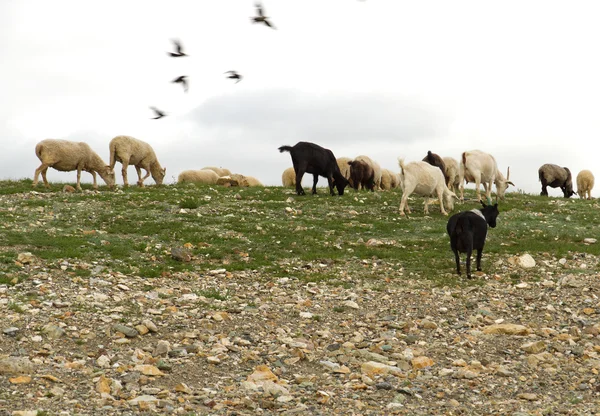 Flock sheep goats grazing