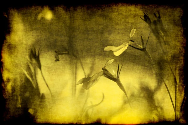Flowers sepia background