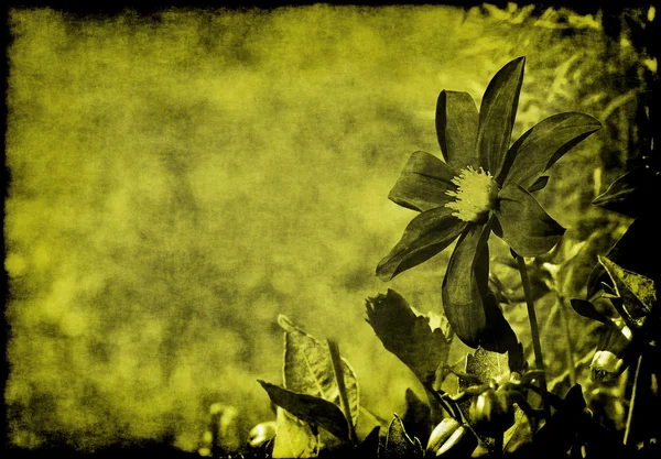 Dahlia sepia  grunge