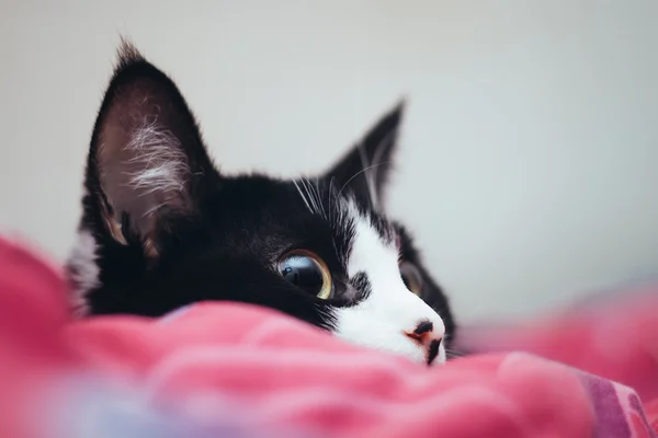 Sitting black cat with yellow eye isolated