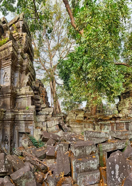 Ta Prohm Temple ancient tree roots, Angkor
