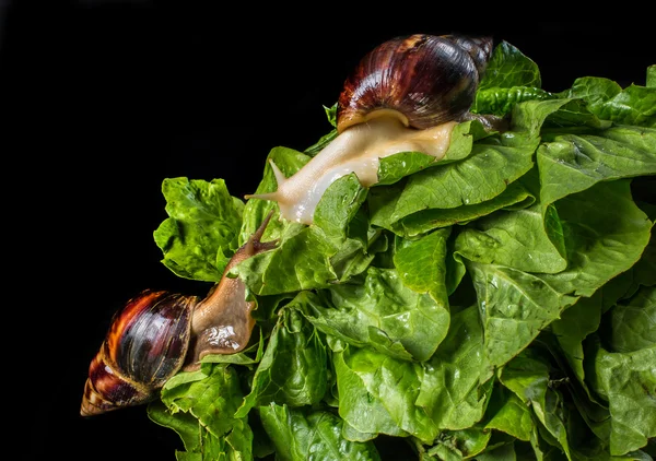 Giant African land snail (Achatina fulica) eating salad, isolated on a black background