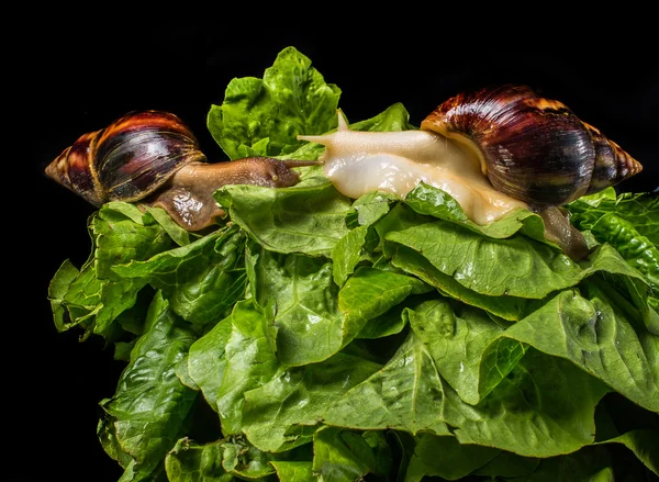 Giant African land snail (Achatina fulica) eating salad, isolated on a black background